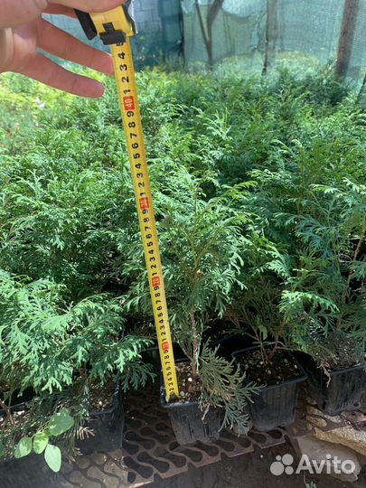 Саженцы туи