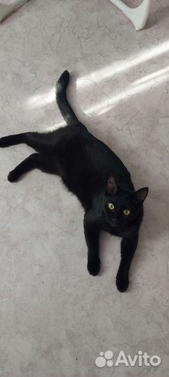 Коты в добрые руки