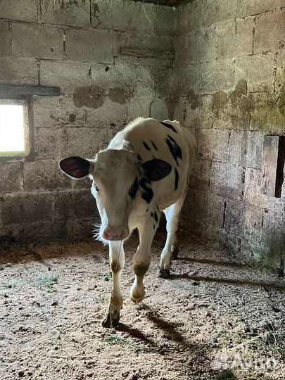 Домашние животные