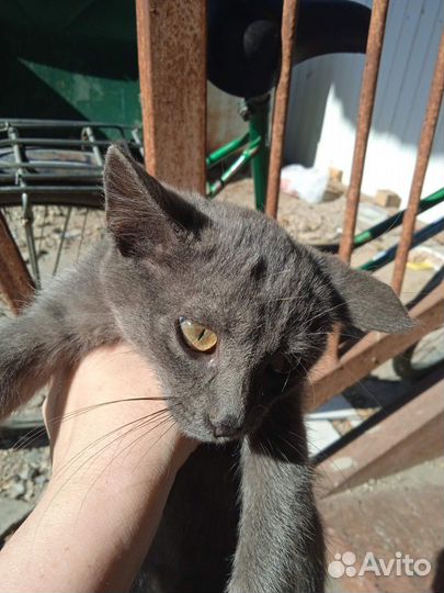 Котенок в дар