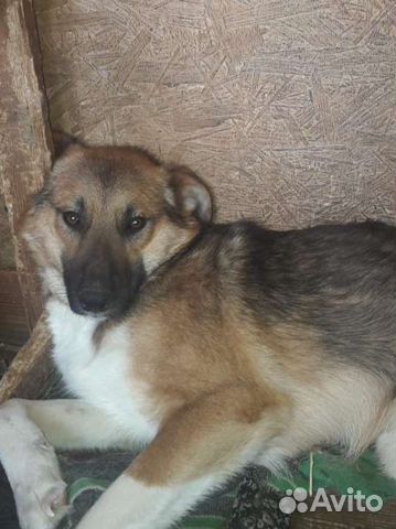 Собаки бесплатно в добрые руки