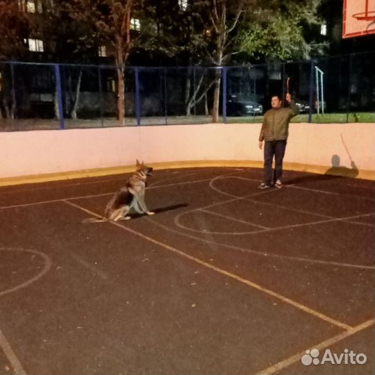 Немецкая овчарка