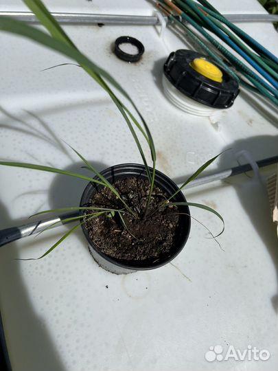 Лемонграсс