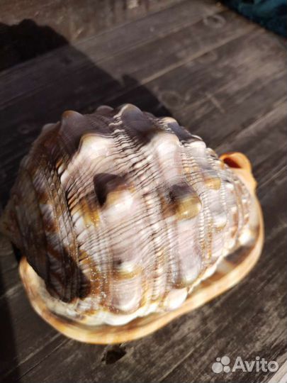 Морские ракушки