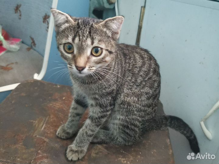 Шотландская вислоухая кошка