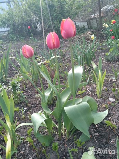 Садовые цветы