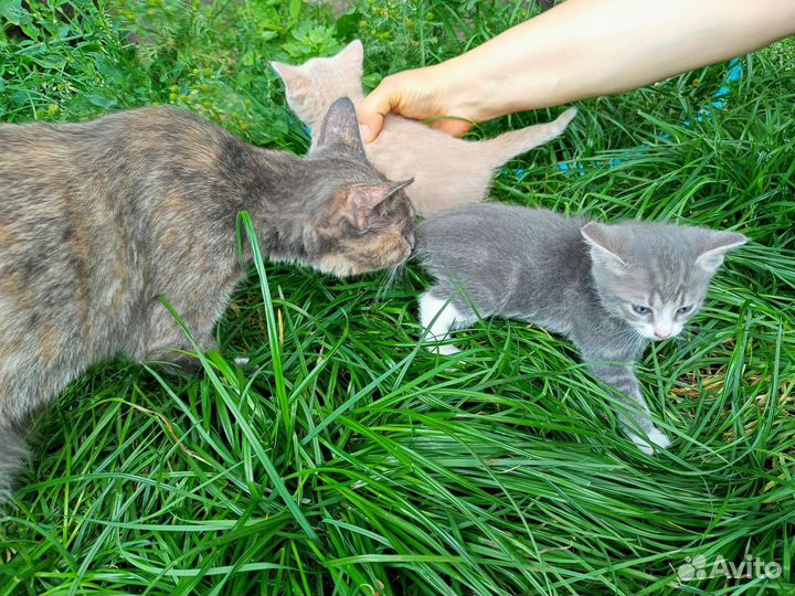 Котята в добрые руки