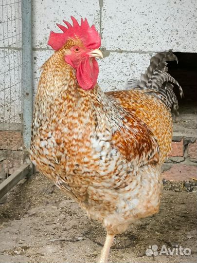 Куры петухи