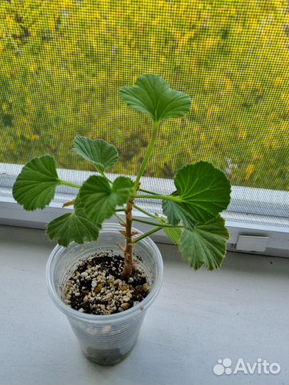 Герань королевская