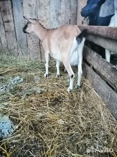 Продаётся Коза