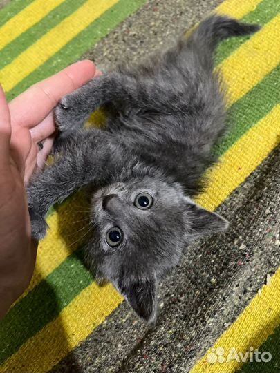 Котенок в добрые руки (девочка)