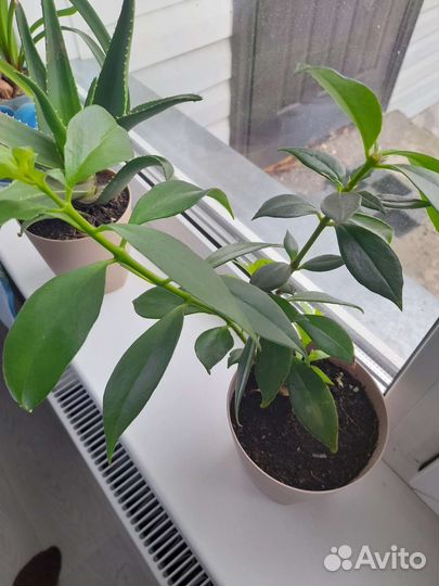 Эсхинантус