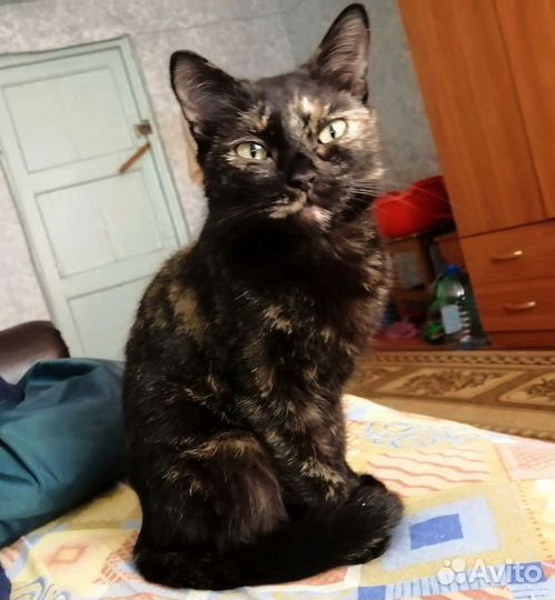 Кошке очень нужен дом