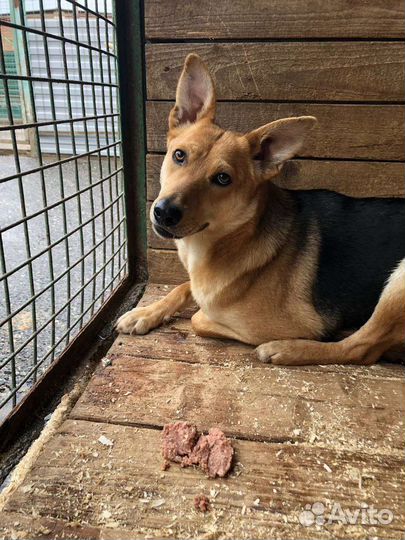 Нежной Айве не место в приюте