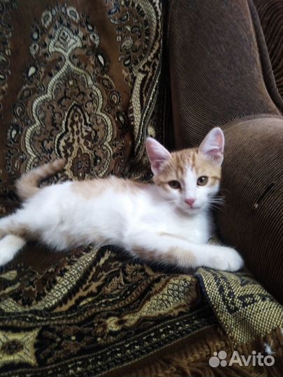 Отдам котенка