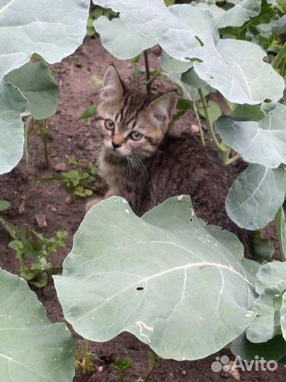 Котята