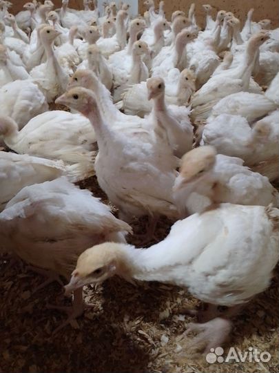 Индюшата месячные Хайбрид Конвертер