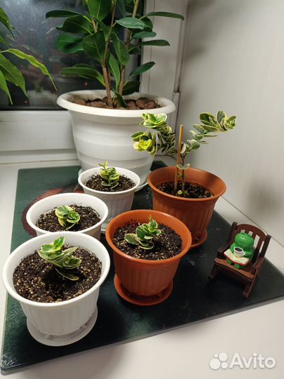 Карисса вариегатная