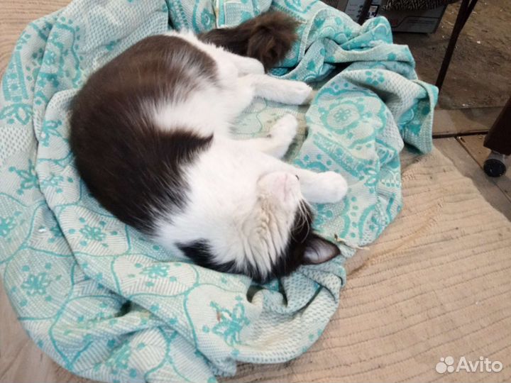 Отдам даром кошку добрая