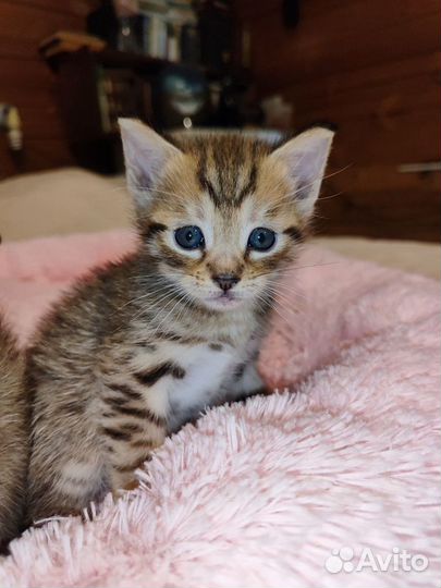 Пиксибоб котики с поли-лапами