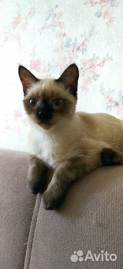 Отдам в добрые руки