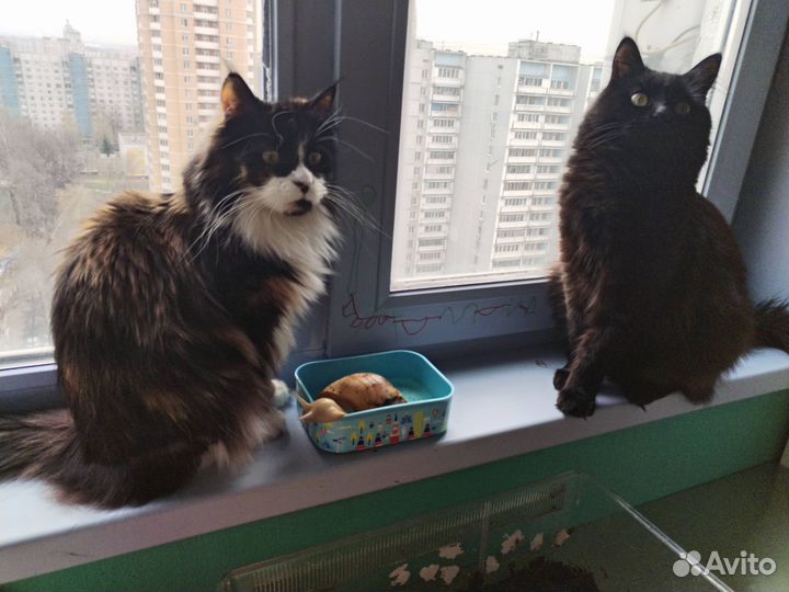 Улитки ахатины большие