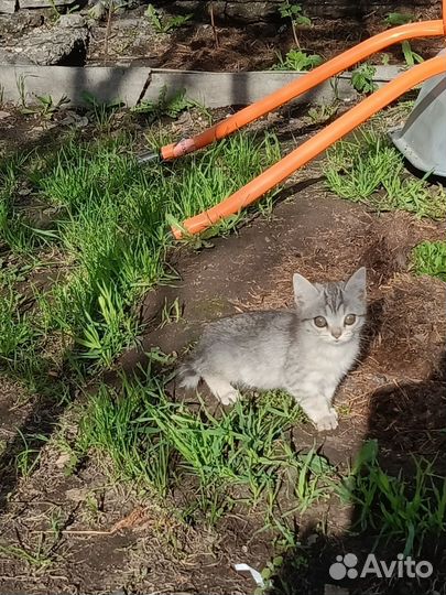 Кошка в дар бесплатно