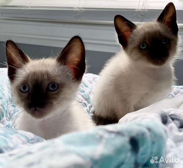 Котята сиамские