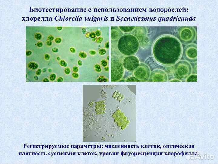 Хлорелла для пруда и растений