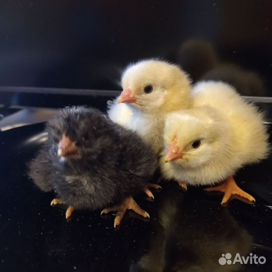 Цыплята