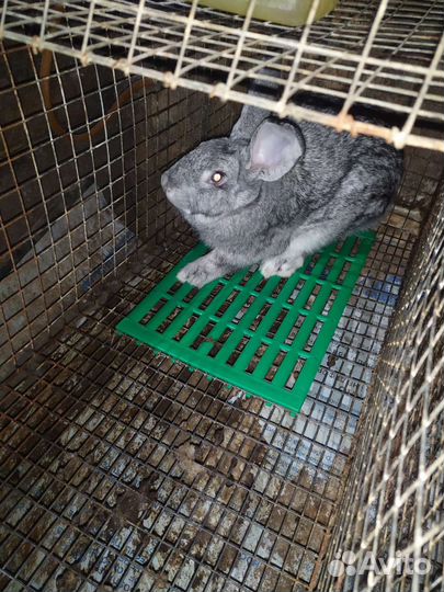 Продам кроликов