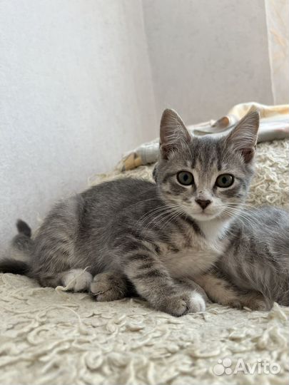 Кошечка в добрые руки