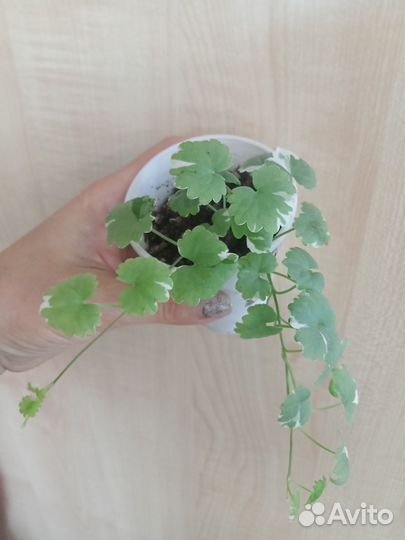 Будра плющелистная вариегатная