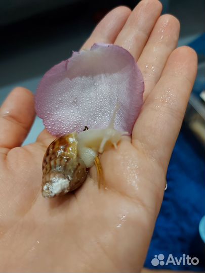 Улитки ахатины ретикулята альбино