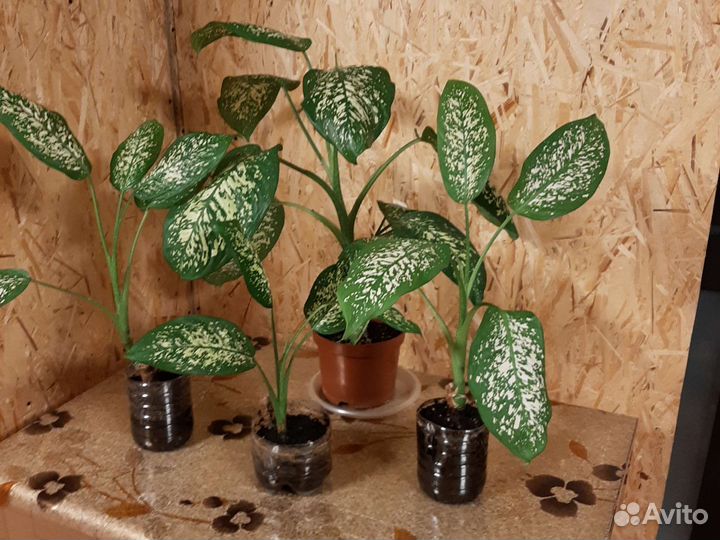 Дифинбахия