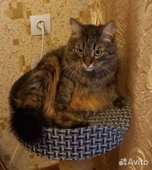 Кот в добрые руки