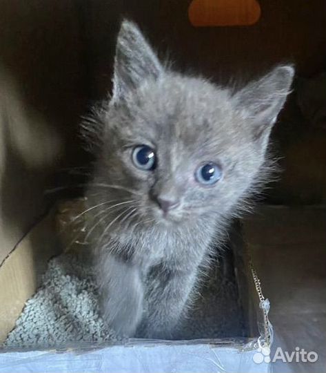 Котенок девочка Луша Нибелунг метис ищет дом