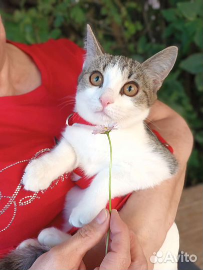 Котенок