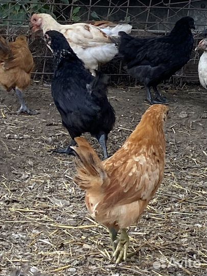 Куры молодки