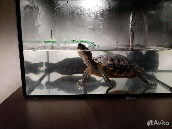 Продам черепах