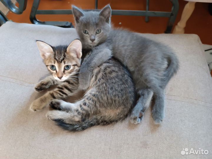 Кошка