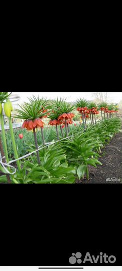 Рябчик императорский