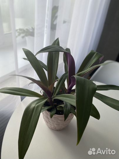 Домашний цветок