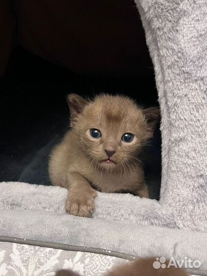 Соболиные девочки котята европейской Бурмы