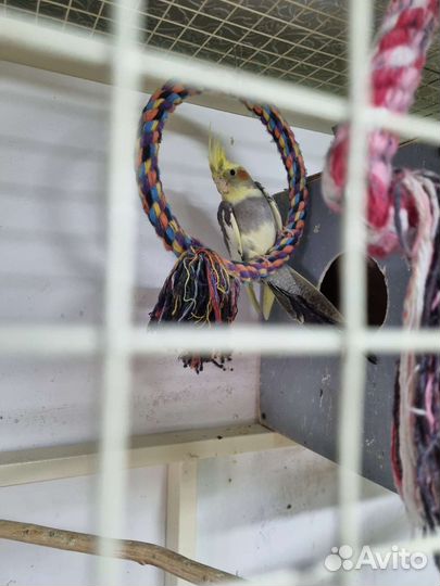 Попугай корелла птенец