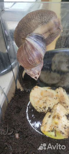 Улитки ахатины