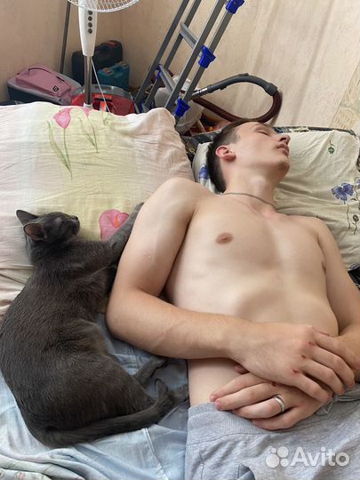 Вязка кошка
