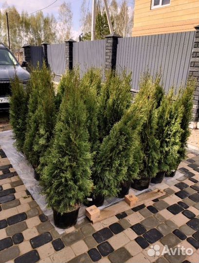 Туя западная