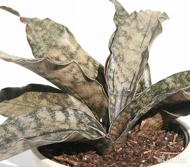 Цветок Сансавьерия стар каньон гранит, сортовая