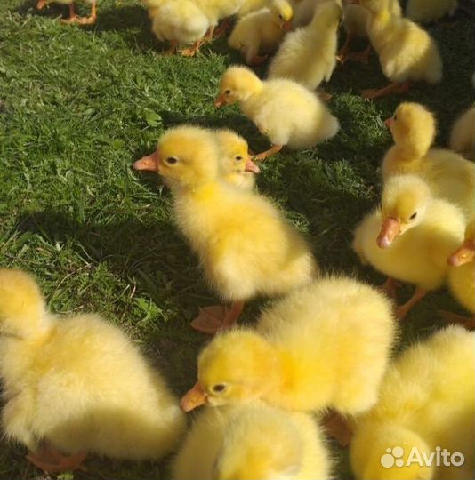 Курочки молодые
